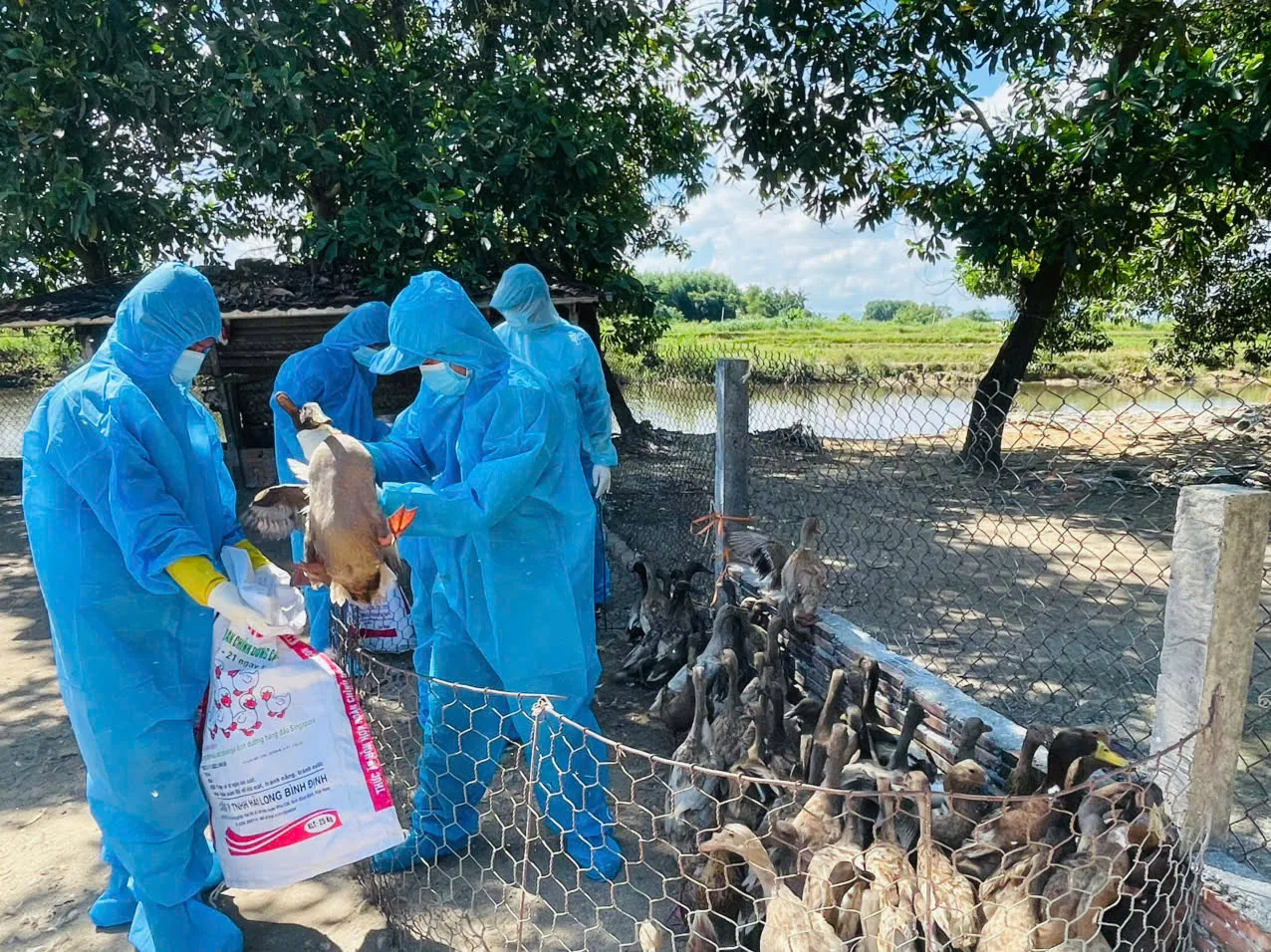 Quảng Ngãi: tiêu hủy hơn 3.000 con vịt nhiễm cúm H5N1
