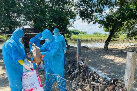Quảng Ngãi: tiêu hủy hơn 3.000 con vịt nhiễm cúm H5N1
