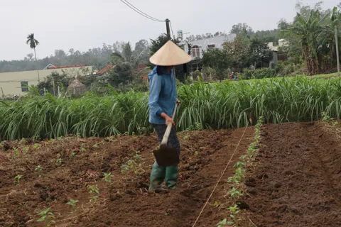 Quảng Ngãi: khẩn trương khôi phục sản xuất nông nghiệp sau mưa bão