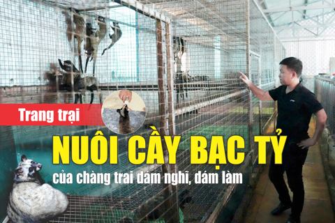 Trang trại nuôi cầy bạc tỷ của chàng trai dám nghĩ, dám làm
