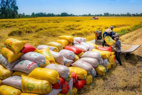 Thị trường mới nổi và bước nhảy vọt về chất của gạo Việt
