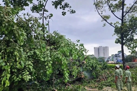 TP Hồ Chí Minh: cây to bật gốc, đổ ngã làm một người bị thương