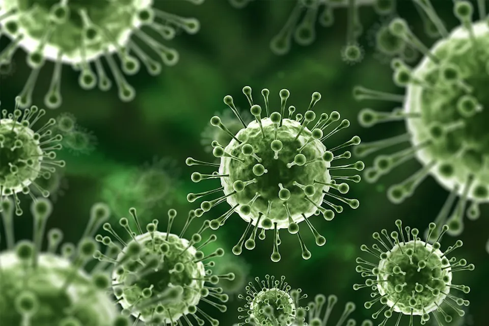 TP Hồ Chí Minh siết chặt giám sát cửa khẩu, chủ động phòng ngừa virus Nipah 