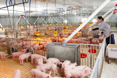 Sau sáp nhập vùng chăn nuôi, nguồn cung thực phẩm tăng nhưng nỗi lo mới lộ diện