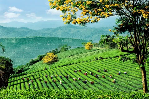 Lễ hội Trà Quốc tế 2025 - Chuỗi hoạt động độc đáo kết nối văn hóa và động lực phát triển ngành trà