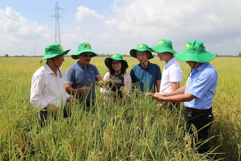 Bộ sản phẩm Phân bón 2Phong giúp nông dân tối ưu lợi nhuận và bảo vệ môi trường
