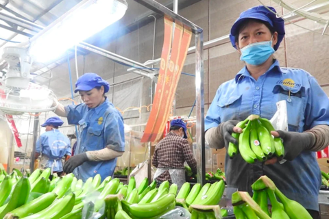 Khắc phục bệnh héo vàng, bứt phá 1 tỷ USD xuất khẩu cho chuối Việt