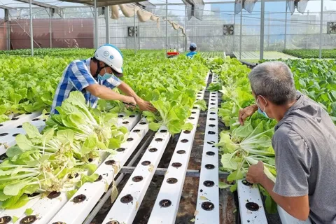 Bình Điền – Mekong: “thổi làn gió xanh” vào đô thị bằng giải pháp hữu cơ toàn diện
