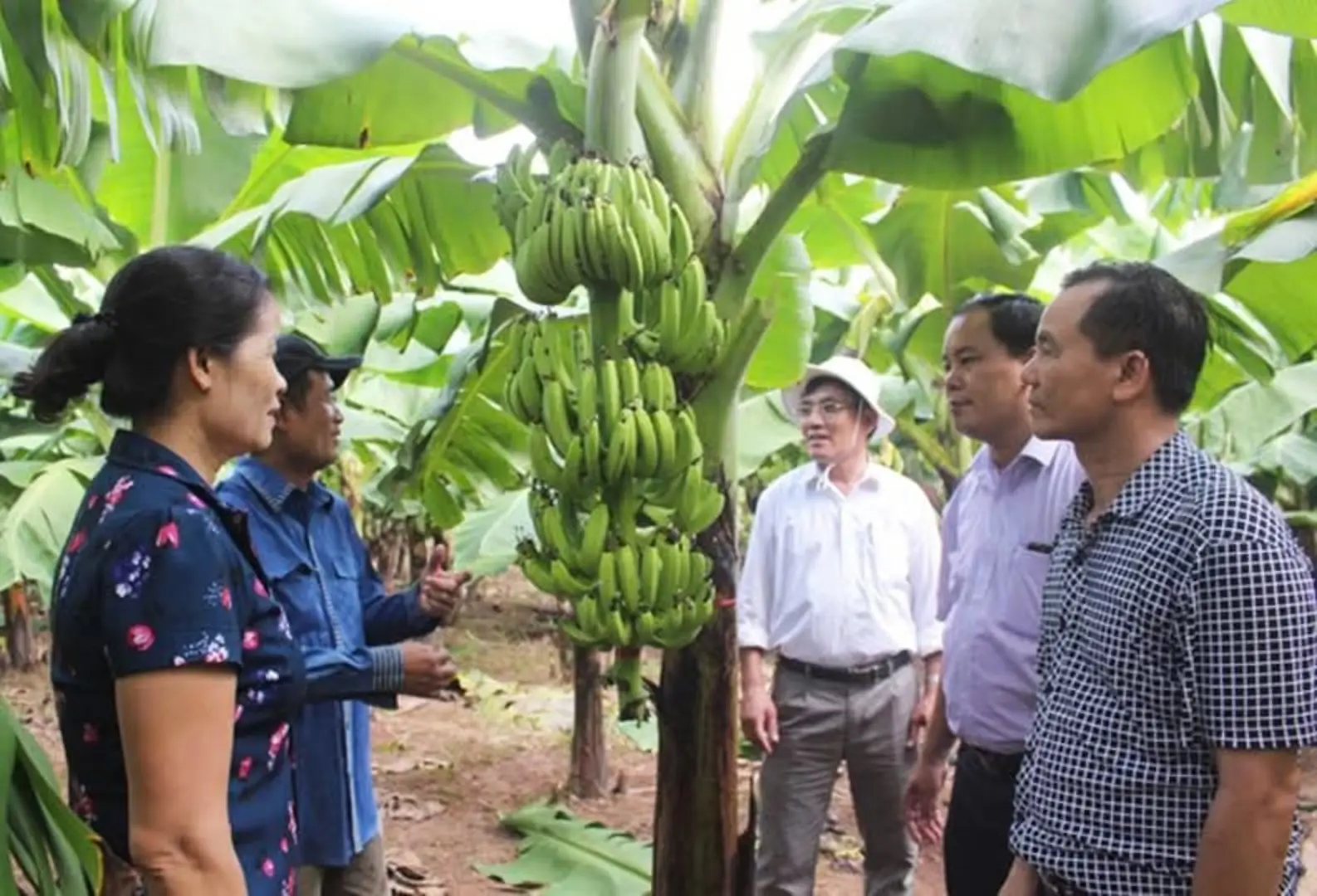 Hanoi urged to develop urban agriculture and tourism models in 2025
