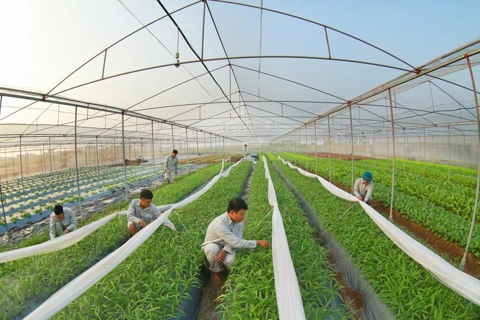 Hanoi aims for 20% growth in high-tech agriculture
